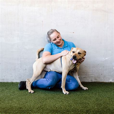 battersea dog donation|Battersea .